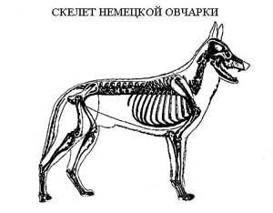 Скелет немецкой овчарки